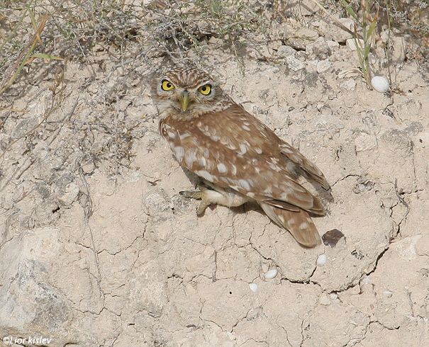 כוס  החורבות  Little Owl Athene noctua                                          נחל סמק,רמת הגולן,מאי 2007